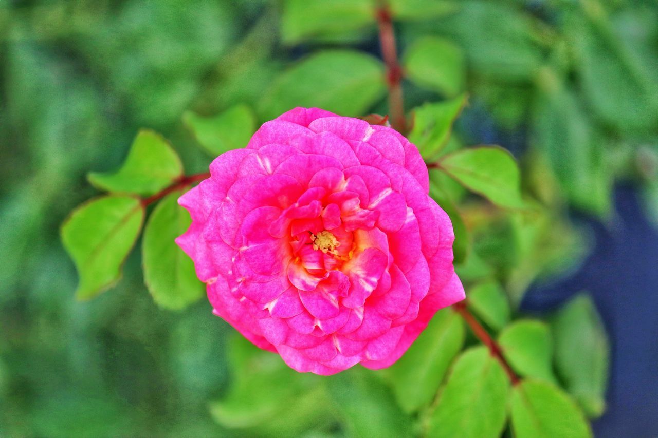 CLOSE-UP OF PINK ROSE AGAINST BLURRED BACKGROUND