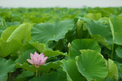 Close-up of flowers blooming in garden