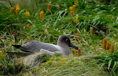 Side on view of sooty albatross bird sitting on nest in grass with yellow flowers
