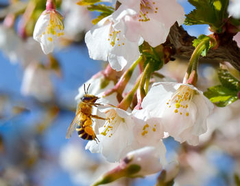 Close-up of white cherry blossom plant