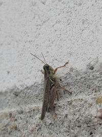 Close-up of insect