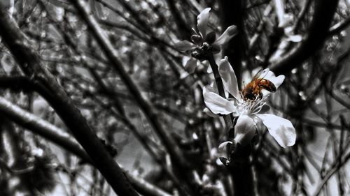 Close-up of bee pollinating on flower