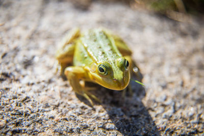 A beautiful common green water frog enjoying sunbathing in a natural habitat at the forest pond. 