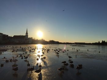 Birds on beach against sky during sunset