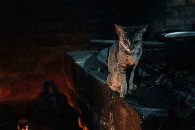 Cat sitting on rock at night