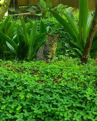 View of a cat