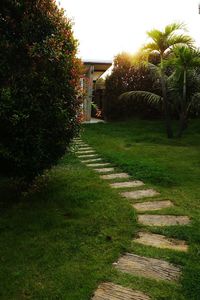 Footpath amidst plants in garden