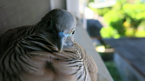 Close-up of duck