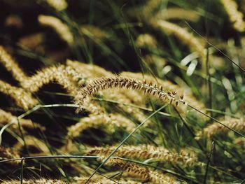 Close-up of plant against blurred background