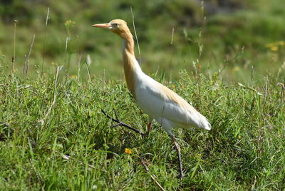 View of a bird on grass