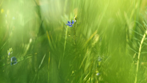 Selective view of flower