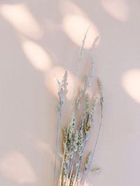 Wheat and sunlight shadows on beige wall. aesthetic minimal wallpaper. summer autumn floral plant 