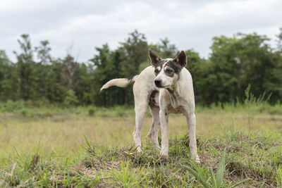 Portrait of dog on field