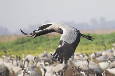 Bird flying in the sky