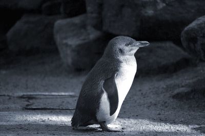 Close-up of bird