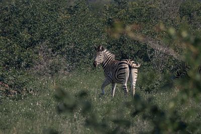 View of zebras on field