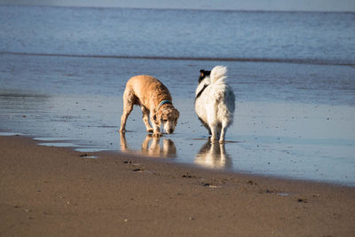 Dog on beach