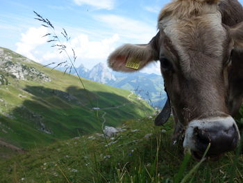 Close-up of cow on field against sky