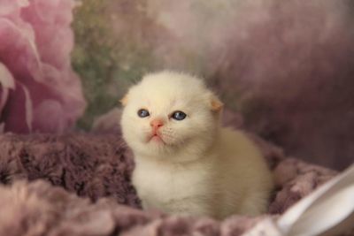 Close-up portrait of cat