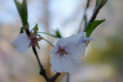 Close-up of flowers blooming outdoors