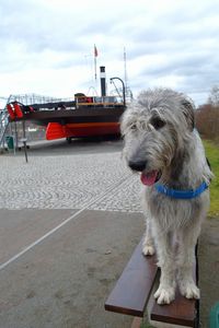 Portrait of dog on boat against sky