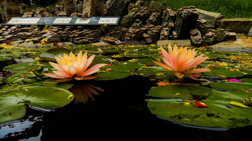 Close-up of water lily