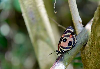 Close-up of butterfly on leaf