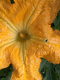 Close-up of pumpkin