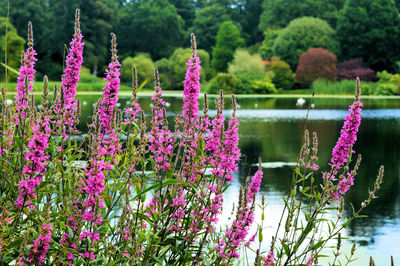 Pink flowers blooming in pond