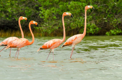 Flamingos in lake against trees