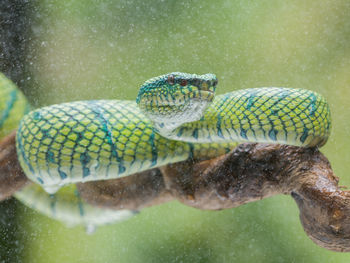 High angle view of turtle swimming in water