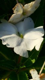 Close-up of white flower blooming outdoors