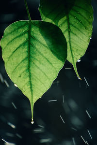 Close-up of wet leaves