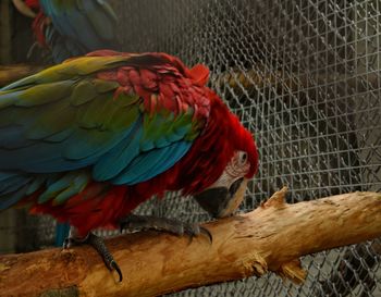 Close-up of parrot perching on branch