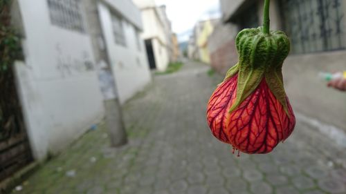 Close-up of strawberry hanging on plant against building