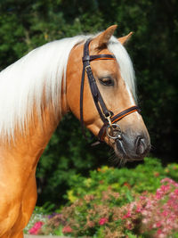 Close-up of horse against trees