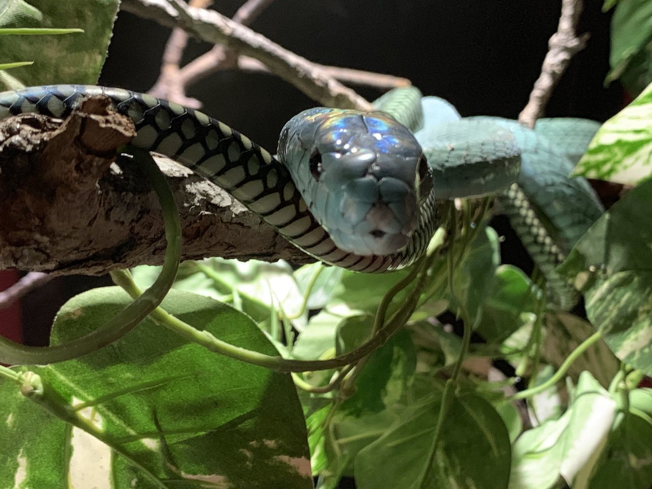 CLOSE-UP OF LIZARD ON TREE