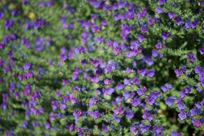 Close-up of purple flowers blooming outdoors