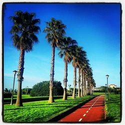 Empty road with trees in background