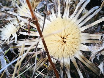 Close-up of flower plant