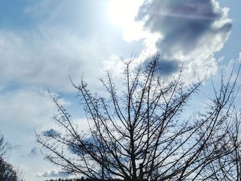 Low angle view of silhouette bare tree against sky