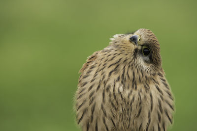 Close-up of owl perching outdoors