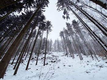 Trees on snow covered field against sky