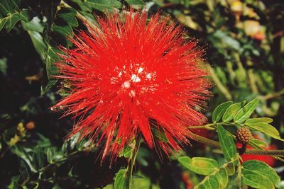 Close-up of red flowers