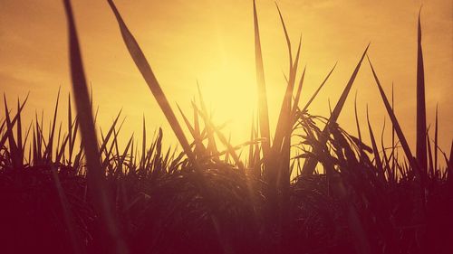 Close-up of silhouette plants growing on field against orange sky
