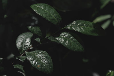 Close-up of raindrops on leaves