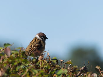 Close-up of bird perching on a plant