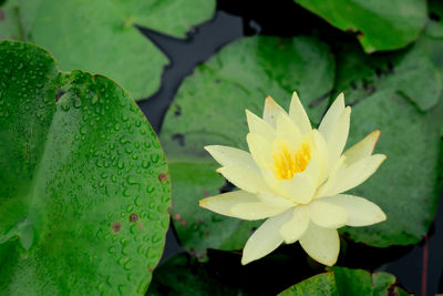 Close-up of lotus water lily in pond