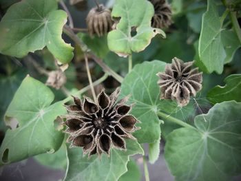 High angle view of flowering plant