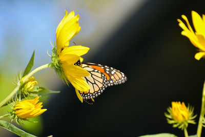 Close-up of butterfly pollinating on yellow flower